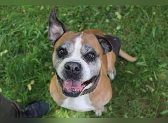 Conny, Boxer, geb. 2016, rüstige Seniorin su. ruhiges, liebevolles Zuhause