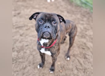 Boxer Kai sucht ein liebevolles Zuhause