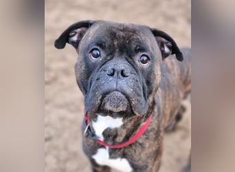 Boxer Kai sucht ein liebevolles Zuhause