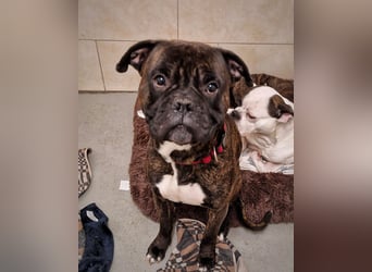 Boxer Kai sucht ein liebevolles Zuhause