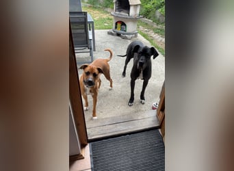 NOTFALL – Percy sucht DRINGEND einen Platz bis Mitte Dezember