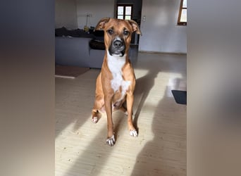 Percy sensibler Boxer Mischlingsrüde