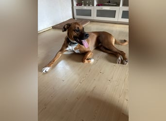 NOTFALL – Percy sucht DRINGEND einen Platz bis Mitte Dezember