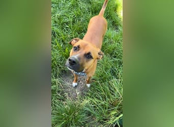 Percy sensibler Boxer Mischlingsrüde