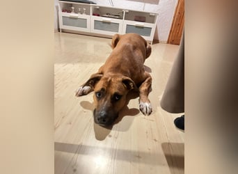 Percy sensibler Boxer Mischlingsrüde