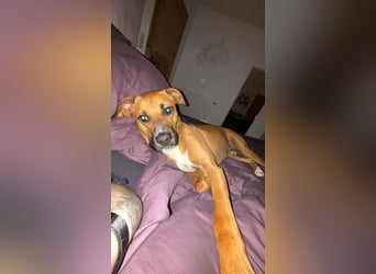 NOTFALL – Percy sucht DRINGEND einen Platz bis Mitte Dezember