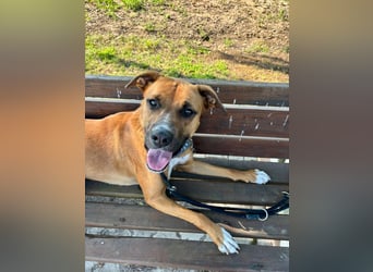 NOTFALL – Percy sucht DRINGEND einen Platz bis Mitte Dezember