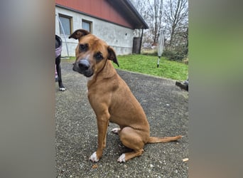 NOTFALL – Percy sucht DRINGEND einen Platz bis Mitte Dezember