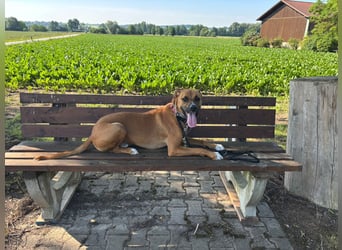 NOTFALL – Percy sucht DRINGEND einen Platz bis Mitte Dezember