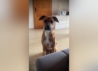 Percy sensibler Boxer Mischlingsrüde