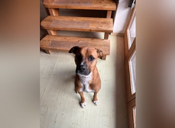 NOTFALL – Percy sucht DRINGEND einen Platz bis Mitte Dezember