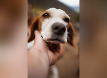 Kleine Hündin ♥ Alfa ♥ 4 Pfoten mit einem großen Herzen