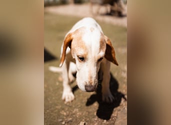 Bracken-Mix-Bub  Ivica  -  auch kinder- und katzenfreundlich