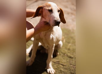 Bracken-Mix-Bub  Ivica  -  auch kinder- und katzenfreundlich