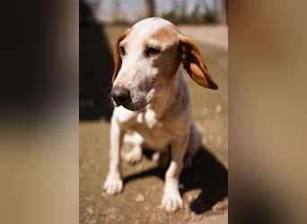 Bracken-Mix-Bub  Ivica  -  auch kinder- und katzenfreundlich