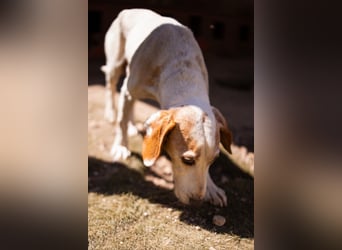 Bracken-Mix-Bub  Ivica  -  auch kinder- und katzenfreundlich