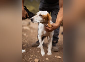 Kleine Hündin ♥ Alfa ♥ 4 Pfoten mit einem großen Herzen