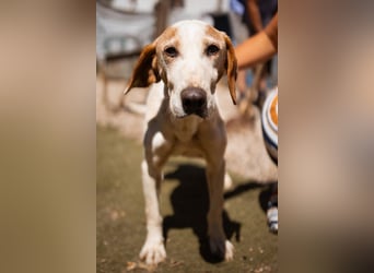 Bracken-Mix-Bub  Ivica  -  auch kinder- und katzenfreundlich