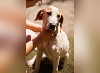 Bracken-Mix-Bub  Ivica  -  auch kinder- und katzenfreundlich