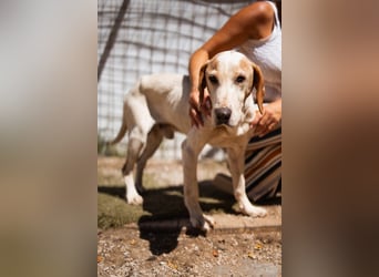 Bracken-Mix-Bub  Ivica  -  auch kinder- und katzenfreundlich