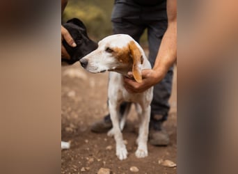 Kleine Hündin ♥ Alfa ♥ 4 Pfoten mit einem großen Herzen