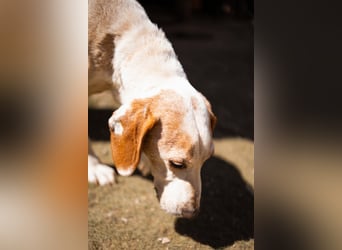 Bracken-Mix-Bub  Ivica  -  auch kinder- und katzenfreundlich