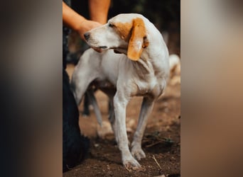 Kleine Hündin ♥ Alfa ♥ 4 Pfoten mit einem großen Herzen