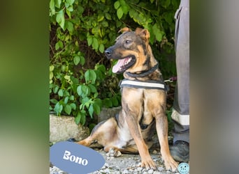 Bono - stürmischer Junghund