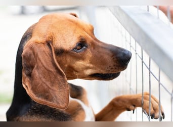 Brackenmix DARIA (3 Jahre) sucht eine eigene Familie!