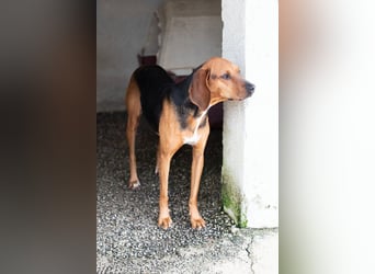 Brackenmix DARIA (3 Jahre) sucht eine eigene Familie!