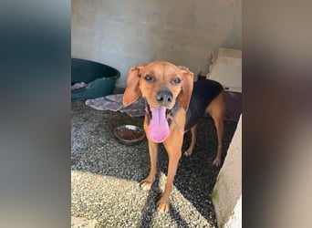 Brackenmix DARIA (3 Jahre) sucht eine eigene Familie!
