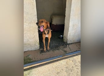 Brackenmix DARIA (3 Jahre) sucht eine eigene Familie!