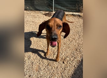Brackenmix DARIA (3 Jahre) sucht eine eigene Familie!