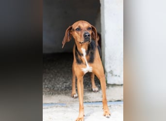 Brackenmix DARIA (3 Jahre) sucht eine eigene Familie!