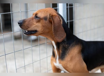 Brackenmix DARIA (3 Jahre) sucht eine eigene Familie!