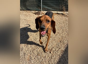 Brackenmix DARIA (3 Jahre) sucht eine eigene Familie!