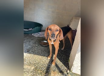 Brackenmix DARIA (3 Jahre) sucht eine eigene Familie!