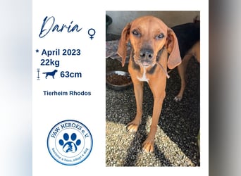 Brackenmix DARIA (3 Jahre) sucht eine eigene Familie!