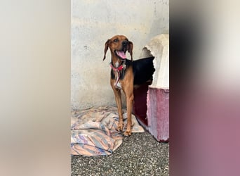 Brackenmix DARIA (3 Jahre) sucht eine eigene Familie!