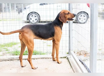 Brackenmix DARIA (3 Jahre) sucht eine eigene Familie!