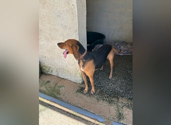 Brackenmix DARIA (3 Jahre) sucht eine eigene Familie!