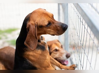 Brackenmix DARIA (3 Jahre) sucht eine eigene Familie!