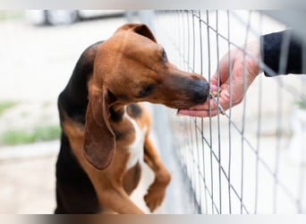 Brackenmix DARIA (3 Jahre) sucht eine eigene Familie!
