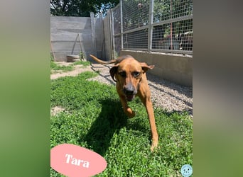 Tara - freundlich, sehr aktiv