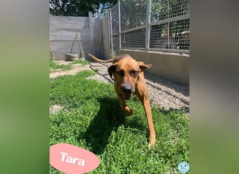 Tara - freundlich, sehr aktiv