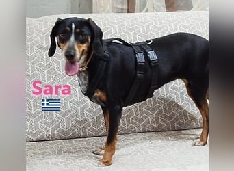 Sara, 10/21 - ängstliche, liebe Hündin sucht geduldige Menschen