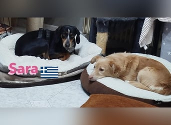 Sara, 10/21 - ängstliche, liebe Hündin sucht geduldige Menschen