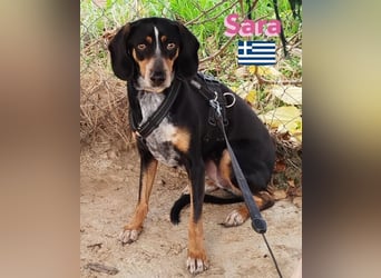 Sara, 10/21 - ängstliche, liebe Hündin sucht geduldige Menschen