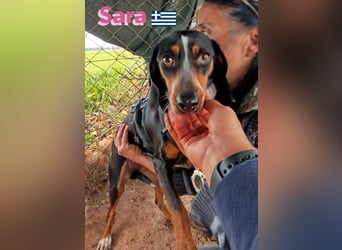 Sara, 10/21 - ängstliche, liebe Hündin sucht geduldige Menschen