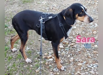 Sara, 10/21 - ängstliche, liebe Hündin sucht geduldige Menschen